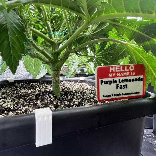 AutoPot _Fast Buds_420. Week 5