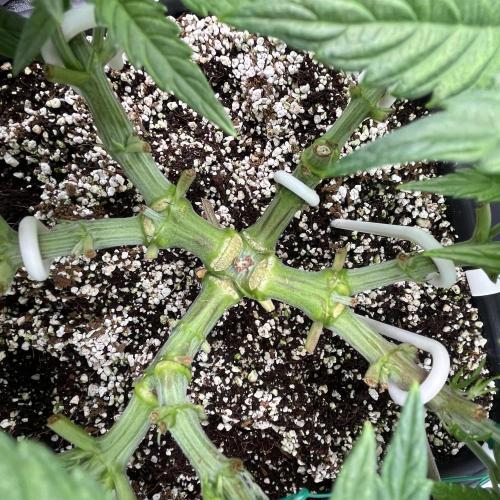 AutoPot _Fast Buds_420. Week 5