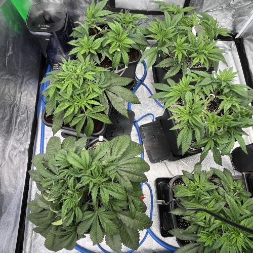 AutoPot _Fast Buds_420. Week 5