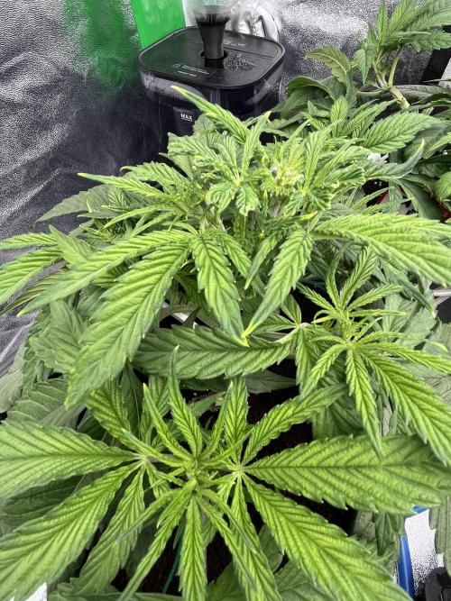 AutoPot _Fast Buds_420. Week 5