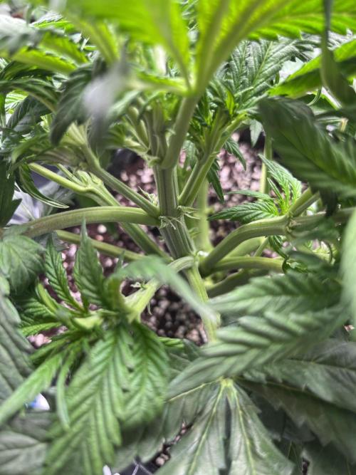 AutoPot _Fast Buds_420. Week 5 - Autoflowering-PreFlowers