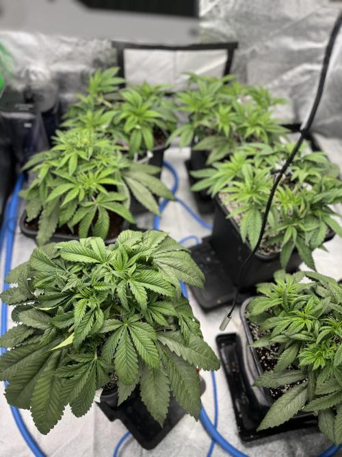 AutoPot _Fast Buds_420. Week 5