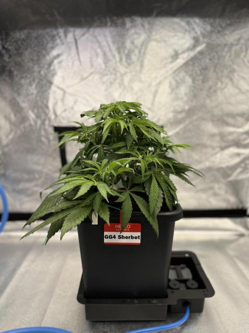 AutoPot _Fast Buds_420. Week 6