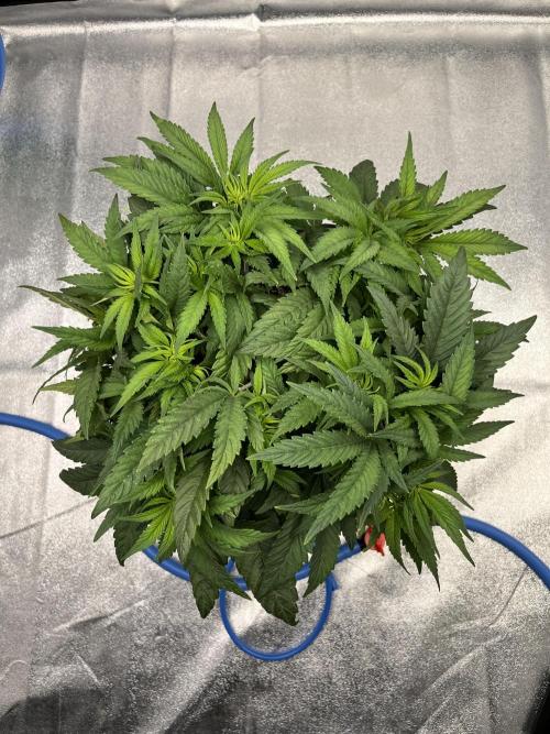 AutoPot _Fast Buds_420. Week 6