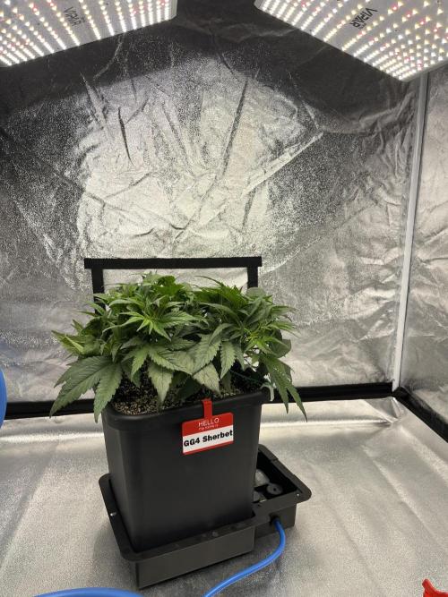AutoPot _Fast Buds_420. Week 6