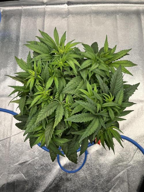AutoPot _Fast Buds_420. Week 6