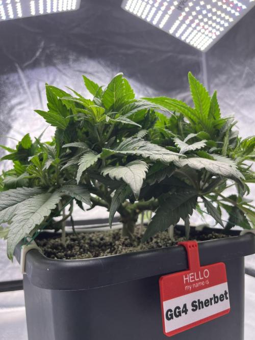 AutoPot _Fast Buds_420. Week 6