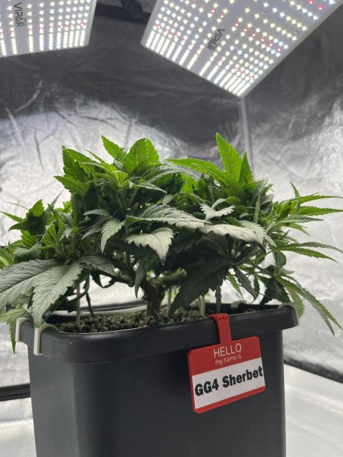 AutoPot _Fast Buds_420. Week 6