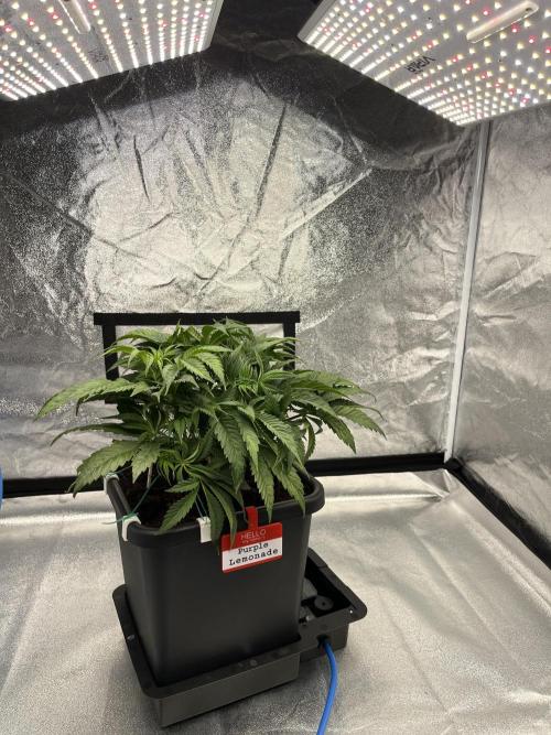 AutoPot _Fast Buds_420. Week 6