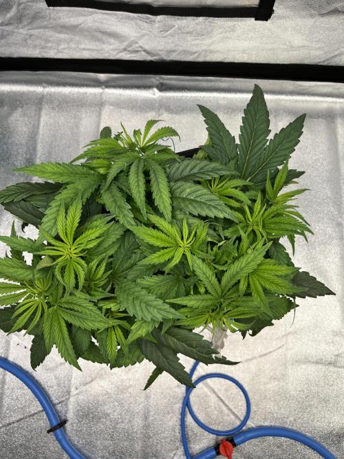 AutoPot _Fast Buds_420. Week 6