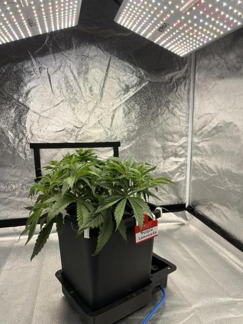 AutoPot _Fast Buds_420. Week 6