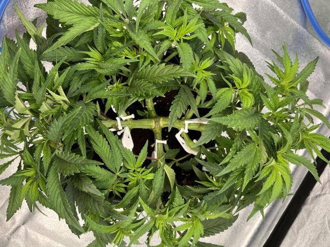 AutoPot _Fast Buds_420. Week 6