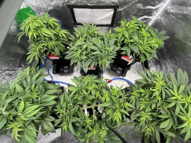 AutoPot _Fast Buds_420. Week 6