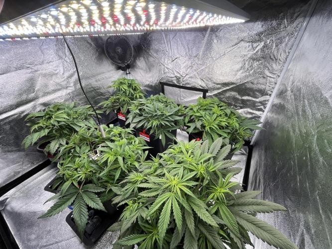 AutoPot _Fast Buds_420. Week 6