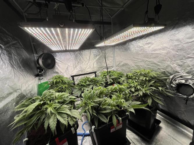 AutoPot _Fast Buds_420. Week 6