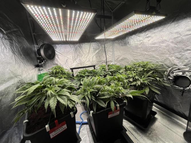 AutoPot _Fast Buds_420. Week 6