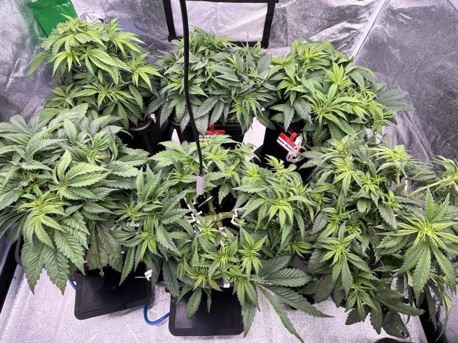 AutoPot _Fast Buds_420. Week 6