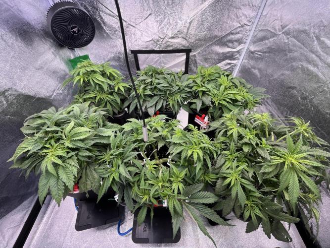 AutoPot _Fast Buds_420. Week 6