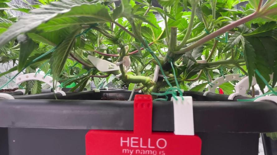 AutoPot _Fast Buds_420