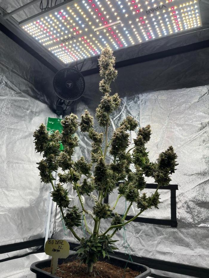 Autoflowering 12-12. Week 10 - Flowering 12-12