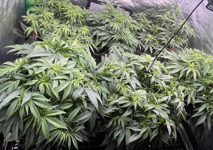 AutoPot _Fast Buds_420. Week 7