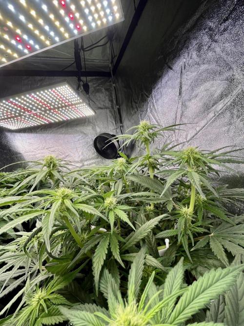 AutoPot _Fast Buds_420. Week 7 - Autoflowering