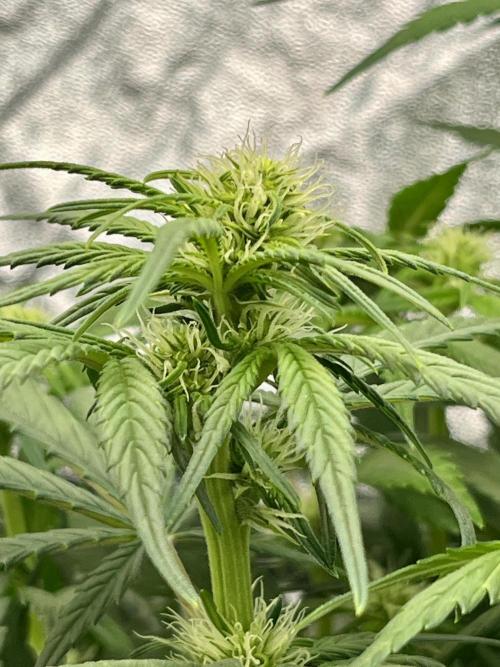 AutoPot _Fast Buds_420. Week 7 - Autoflowering