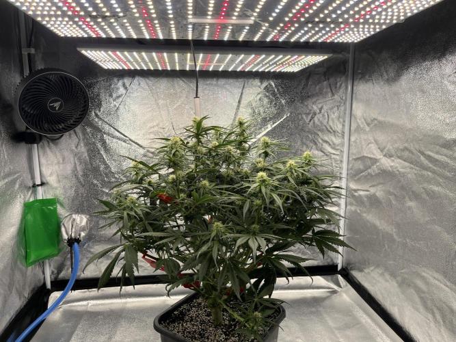AutoPot _Fast Buds_420. Week 8