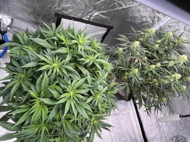 AutoPot _Fast Buds_420. Week 8