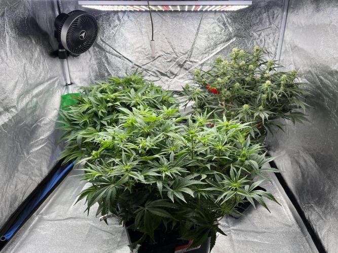 AutoPot _Fast Buds_420. Week 8