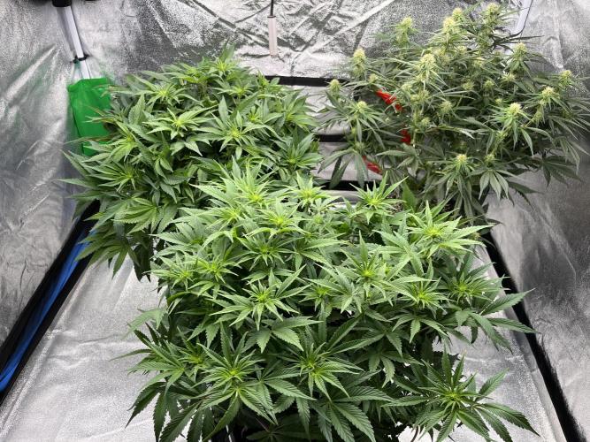 AutoPot _Fast Buds_420. Week 8