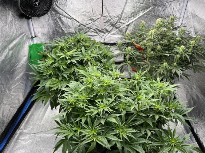 AutoPot _Fast Buds_420. Week 8