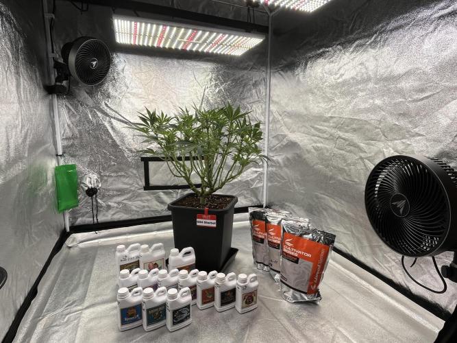 AutoPot _Fast Buds_420. Week 9