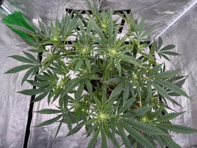 AutoPot _Fast Buds_420. Week 9
