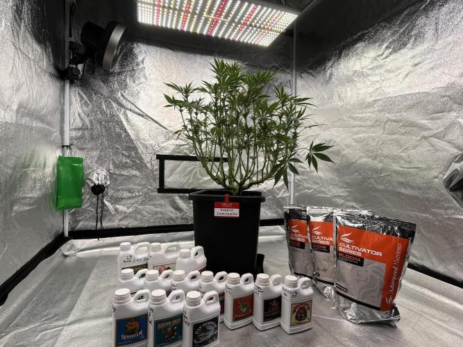 AutoPot _Fast Buds_420. Week 9