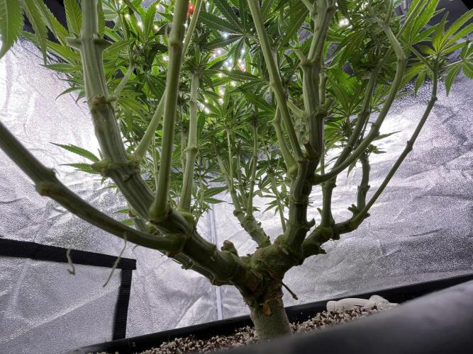AutoPot _Fast Buds_420. Week 9