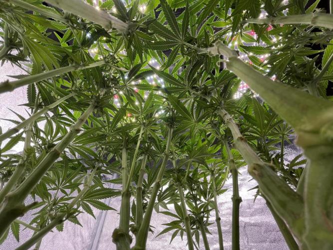 AutoPot _Fast Buds_420. Week 9