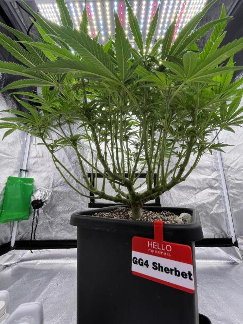 AutoPot _Fast Buds_420. Week 9