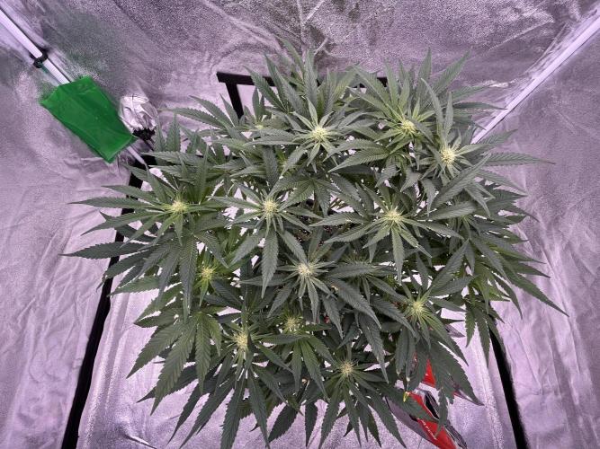 AutoPot _Fast Buds_420. Week 9