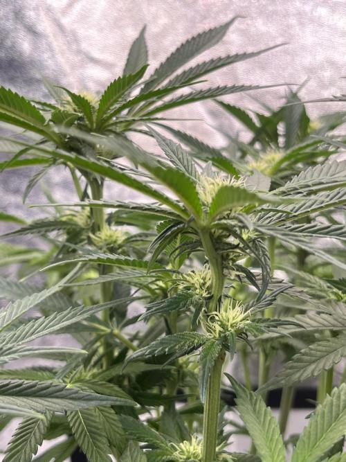 AutoPot _Fast Buds_420. Week 9