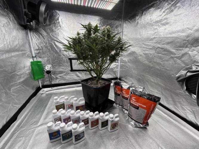 AutoPot _Fast Buds_420. Week 9