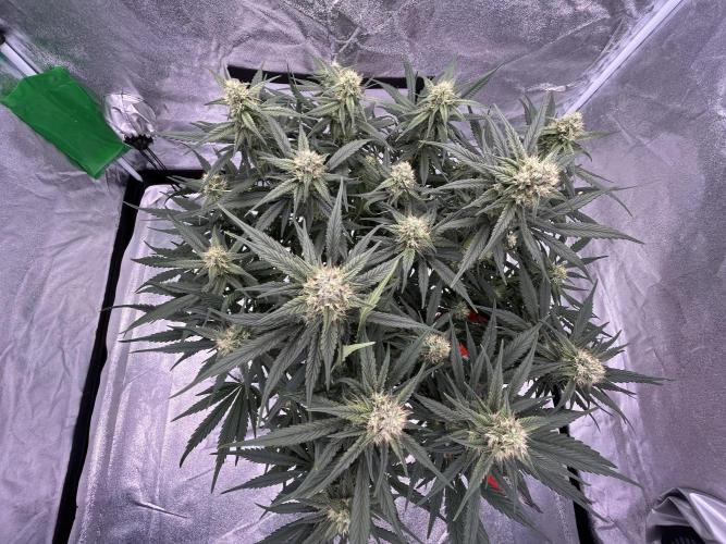 AutoPot _Fast Buds_420. Week 9