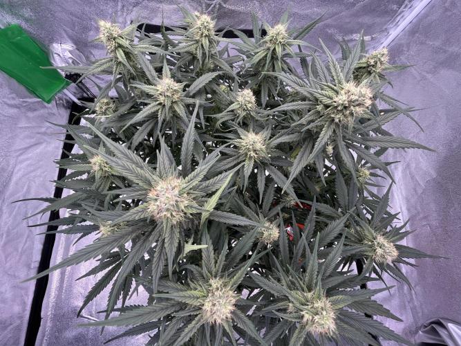 AutoPot _Fast Buds_420. Week 9