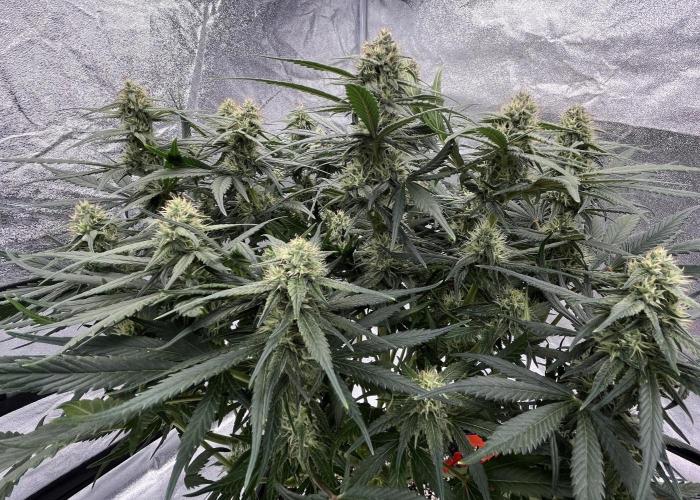 AutoPot _Fast Buds_420. Week 9