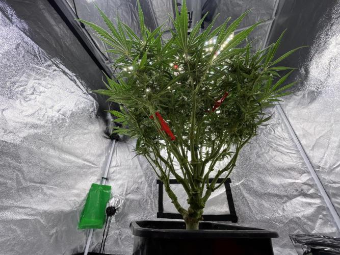 AutoPot _Fast Buds_420. Week 9