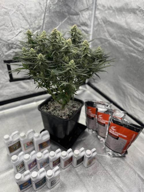 AutoPot _Fast Buds_420. Week 9