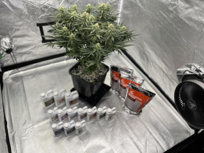 AutoPot _Fast Buds_420. Week 9