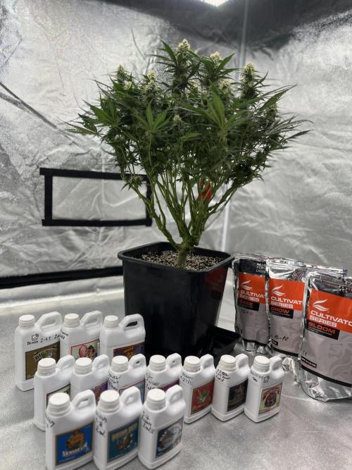 AutoPot _Fast Buds_420. Week 9