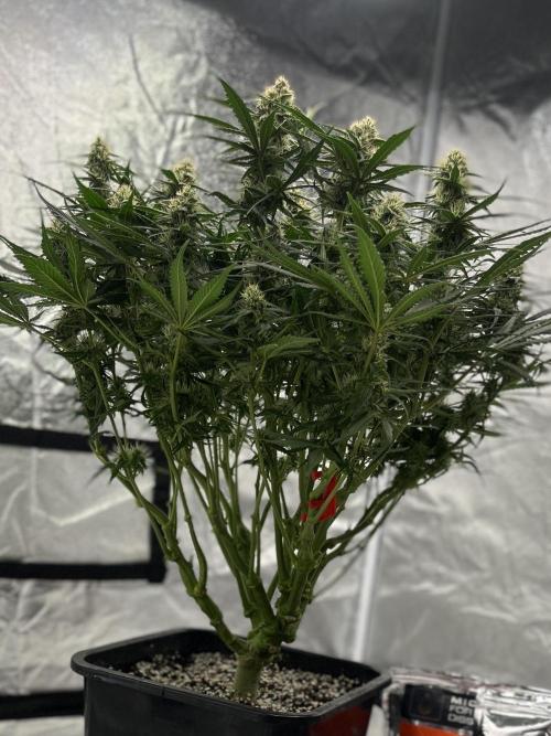 AutoPot _Fast Buds_420. Week 9