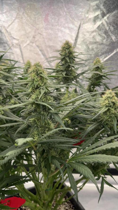 COCO_FAST&SWEET_Buds-3run